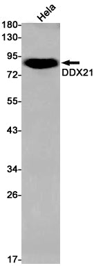 DDX21 (19Y4) Rabbit Monoclonal Antibody