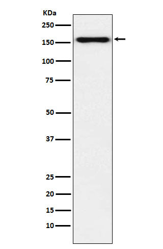 Desmoglein 2 (2X8) Rabbit Monoclonal Antibody