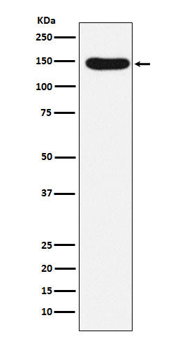 Desmoglein 3 (7G9) Rabbit Monoclonal Antibody