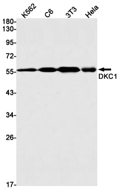 DKC1 (12X18) Rabbit Monoclonal Antibody