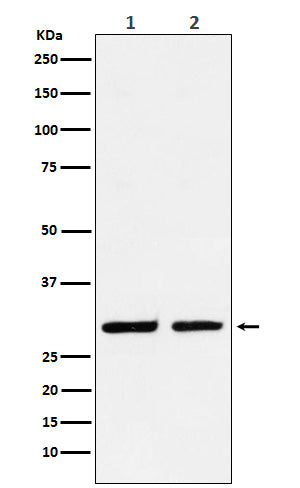 Dlx5 (19R2) Rabbit Monoclonal Antibody