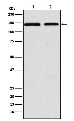 DNA Polymerase gamma (17H12) Rabbit Monoclonal Antibody