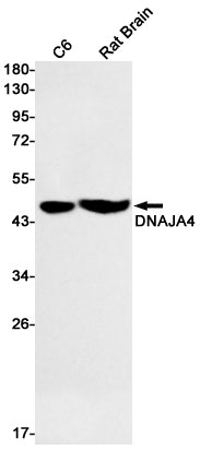 DNAJA4 (17J6) Rabbit Monoclonal Antibody