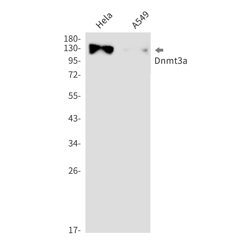 Dnmt3a (12V15) Rabbit Monoclonal Antibody