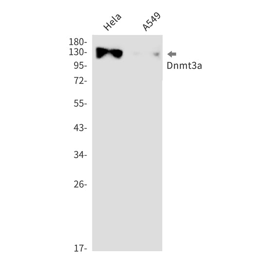 Dnmt3a (12V15) Rabbit Monoclonal Antibody
