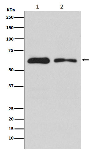 DOPA Decarboxylase (18X12) Rabbit Monoclonal Antibody