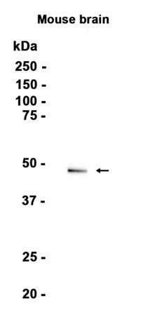 Dopamine Receptor D3 (6H18) Rabbit Monoclonal Antibody