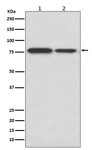DRD1 (18Z6) Rabbit Monoclonal Antibody