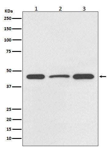 DUSP1 (10C7) Rabbit Monoclonal Antibody