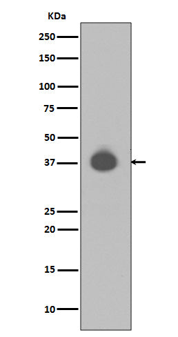 DUSP6 (9T14) Rabbit Monoclonal Antibody
