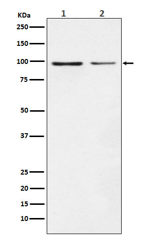 Dynamin 1 (16R5) Rabbit Monoclonal Antibody