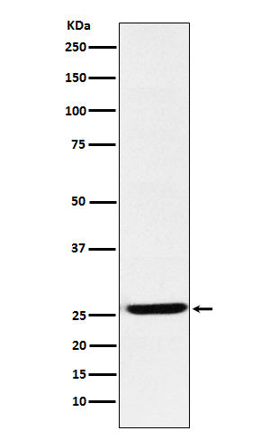 EBI3 (1O7) Rabbit Monoclonal Antibody