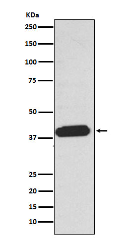 EDG2 (4G14) Rabbit Monoclonal Antibody