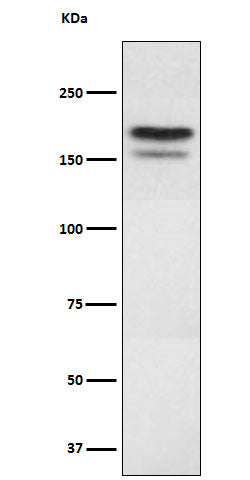EHMT2 (5F4) Rabbit Monoclonal Antibody
