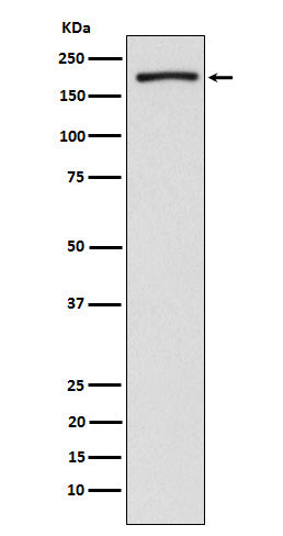 EHMT2/G9A (3F1) Rabbit Monoclonal Antibody