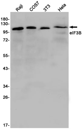eIF3B (4Q7) Rabbit Monoclonal Antibody