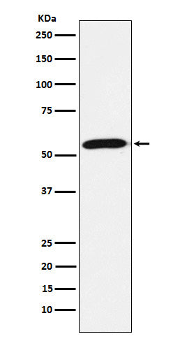 Emi1 (16Z12) Rabbit Monoclonal Antibody