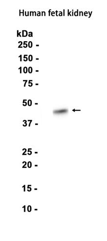 ENTPD5 (18I11) Rabbit Monoclonal Antibody