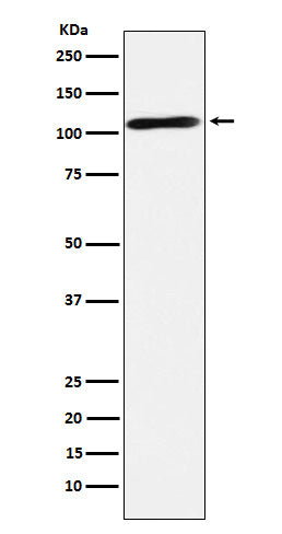 Epac2 (19F17) Rabbit Monoclonal Antibody