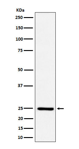 Ephrin A1 (13M11) Rabbit Monoclonal Antibody