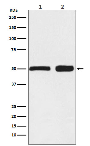 Ephrin B2  (5U5) Rabbit Monoclonal Antibody