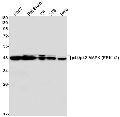 ERK1/2 (16L3) Rabbit Monoclonal Antibody