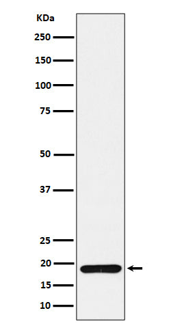 ERp19 (19K3) Rabbit Monoclonal Antibody