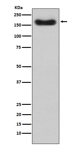 Factor H (19Y10) Rabbit Monoclonal Antibody