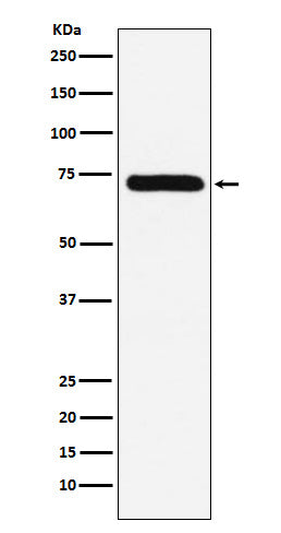 Factor X  (14U4) Rabbit Monoclonal Antibody