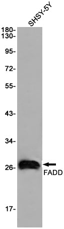 FADD  (16T14) Rabbit Monoclonal Antibody