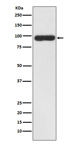 FAP1 (17O11) Rabbit Monoclonal Antibody