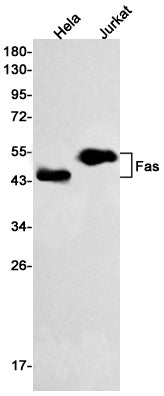 Fas (6T3) Rabbit Monoclonal Antibody