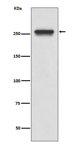 FASN (17A14) Rabbit Monoclonal Antibody
