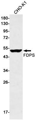 FDPS (11Q11) Rabbit Monoclonal Antibody