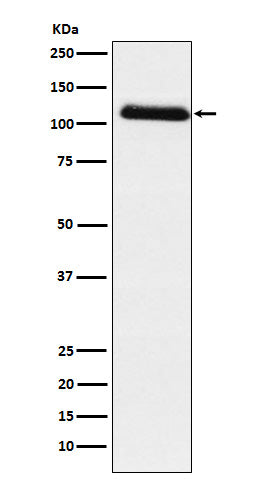 Fibrinogen alpha chain (4J4) Rabbit Monoclonal Antibody