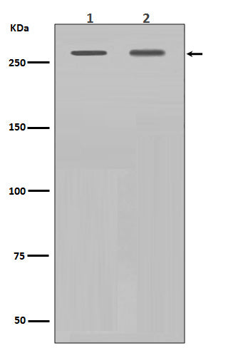 Filamin A (1R12) Rabbit Monoclonal Antibody