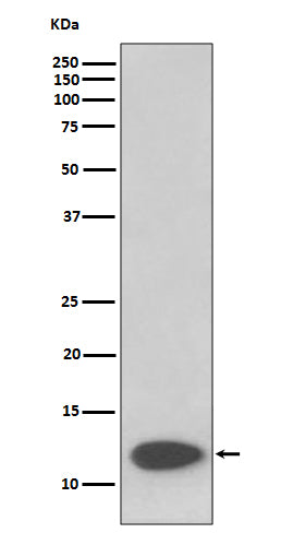 FKBP12 (17C15) Rabbit Monoclonal Antibody