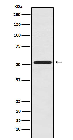 FMO3 (15Z9) Rabbit Monoclonal Antibody