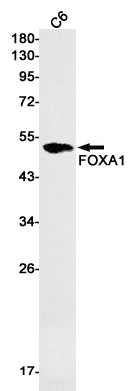 FOXA1 (13U2) Rabbit Monoclonal Antibody