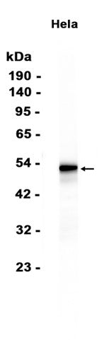FOXL2 (15L13) Rabbit Monoclonal Antibody