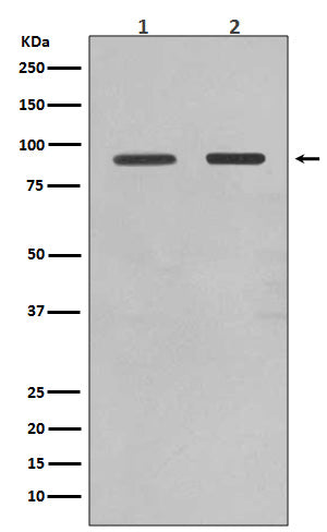 FoxO1a (4B19) Rabbit Monoclonal Antibody