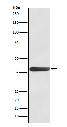 FRA1 (4C9) Rabbit Monoclonal Antibody