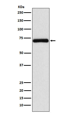 Frizzled 8 (11I2) Rabbit Monoclonal Antibody