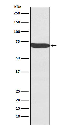 Frizzled 9 / CD349 (15O7) Rabbit Monoclonal Antibody