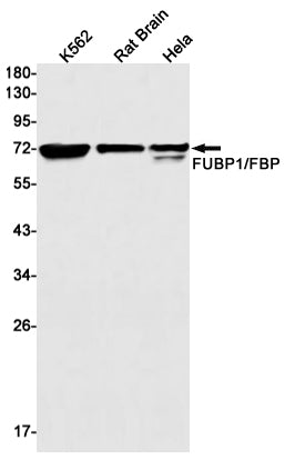 FUBP1 (9R5) Rabbit Monoclonal Antibody