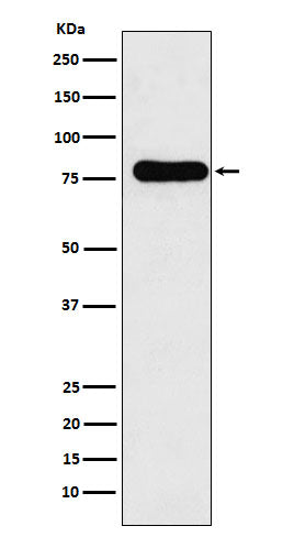 GAB1 (9G9) Rabbit Monoclonal Antibody
