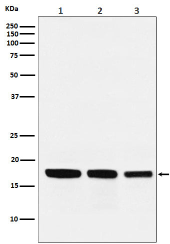 GABARAP (11T4) Rabbit Monoclonal Antibody