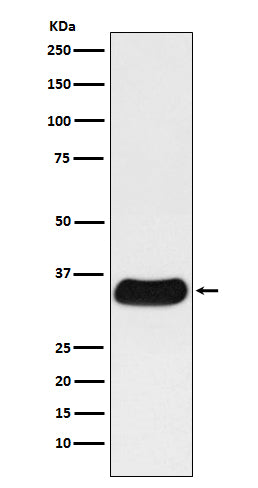 GAL4 (12X10) Rabbit Monoclonal Antibody