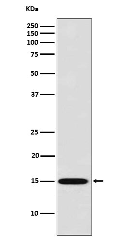 Galectin 7 (11B9) Rabbit Monoclonal Antibody