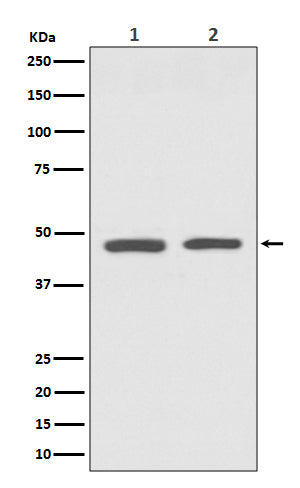 GATA3 (15B7) Rabbit Monoclonal Antibody